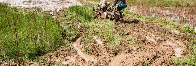社會挫敗小鼠模型