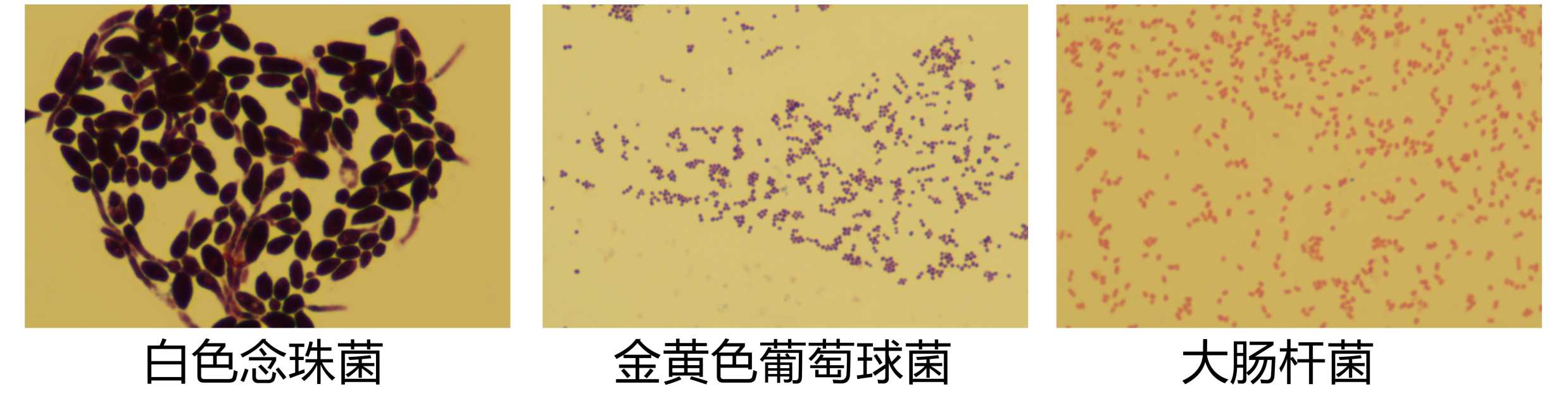 美縫劑成分檢測(cè)