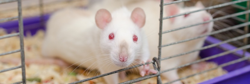 化妝品細(xì)菌回復(fù)突變?cè)囼?yàn)